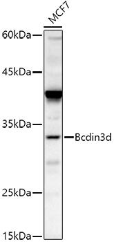 Western blot analysis of extracts of MCF7 cells, using Bcdin3d antibody at 1:500 dilution. Secondary antibody: HRP Goat Anti-Rabbit IgG (H+L) at 1:10000 dilution. Lysates/proteins: 25ug per lane. Blocking buffer: 3% nonfat dry milk in TBST. Detection: ECL Basic Kit. Exposure time: 180s.