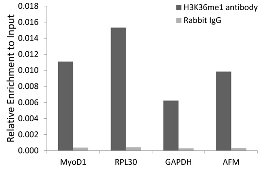 Anti-MonoMethyl-Histone H3-K36 Antibody (CAB2364)