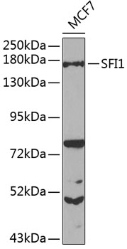 Anti-SFI1 Polyclonal Antibody (CAB8360)