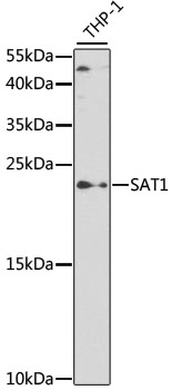 Anti-SAT1 Antibody (CAB2506)