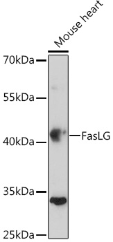 Anti-FasLG Antibody (CAB0234)