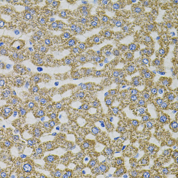 Anti-EPO Antibody (CAB5663)