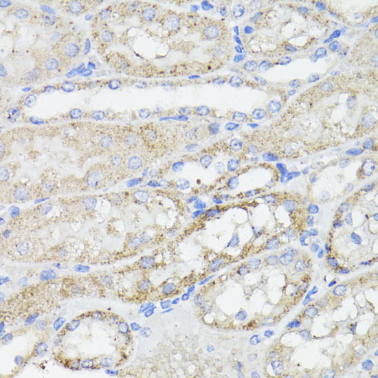 Anti-Caspase-8 Antibody (CAB0215)