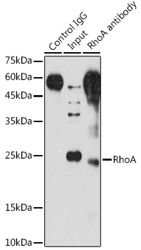 Anti-RhoA Antibody (CAB13947)