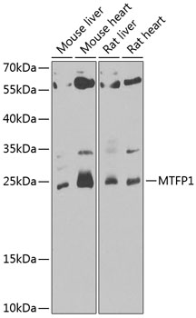 Anti-MTFP1 Antibody (CAB7110)