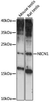 Anti-NICN1 Antibody (CAB15532)