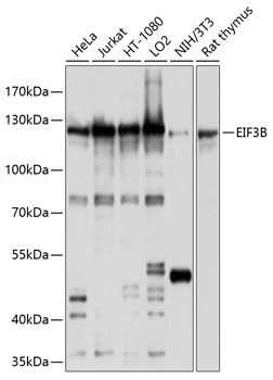Anti-EIF3B Antibody (CAB10259)
