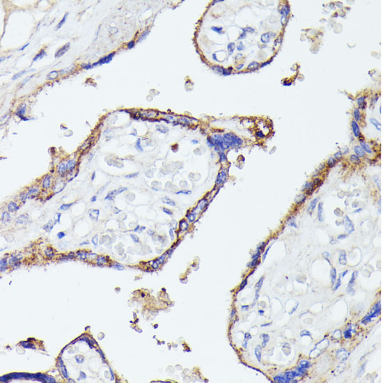 Anti-LTF Antibody (CAB12902)