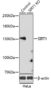 Anti-SIRT1 Antibody [KO Validated] (CAB11267)