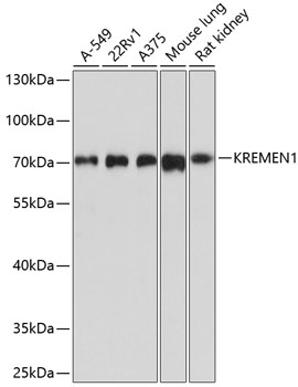 Anti-KREMEN1 Antibody (CAB10507)