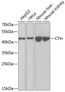 Anti-CTH Antibody (CAB6121)