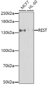 Anti-REST Antibody (CAB7161)