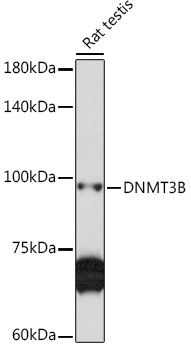 Anti-DNMT3B Antibody (CAB7239)