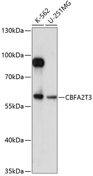 Anti-CBFA2T3 Antibody (CAB14712)