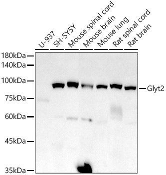 Western blot analysis of extracts of various cell lines, using Glyt2 antibody at 1:1000 dilution. Secondary antibody: HRP Goat Anti-Rabbit IgG (H+L) at 1:10000 dilution. Lysates/proteins: 25ug per lane. Blocking buffer: 3% nonfat dry milk in TBST. Detection: ECL Basic Kit. Exposure time: 180s.