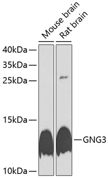 Anti-GNG3 Polyclonal Antibody (CAB9817)