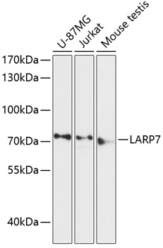 Anti-LARP7 Antibody (CAB13095)