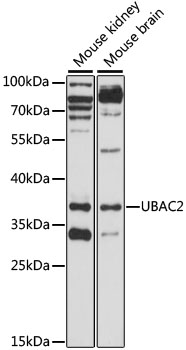 Anti-UBAC2 Antibody (CAB15977)