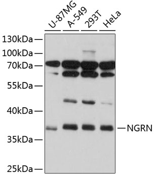 Anti-NGRN Antibody (CAB12131)