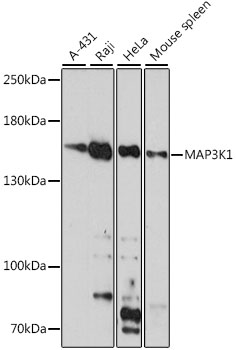 Anti-MAP3K1 Antibody (CAB16057)