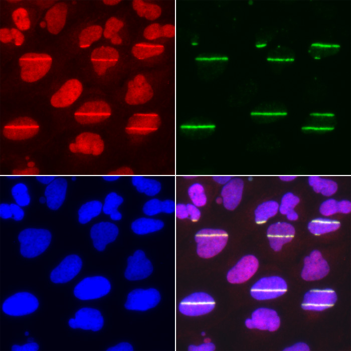 Anti-POLD1 Antibody (CAB5323)