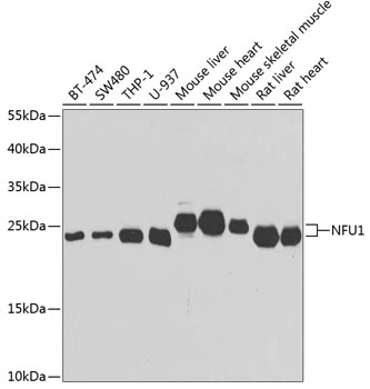 Anti-NFU1 Antibody (CAB7097)