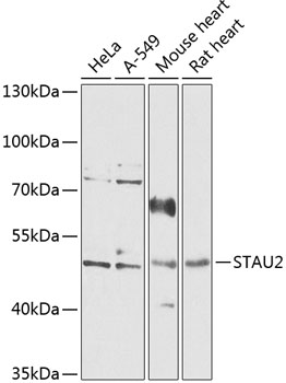 Anti-STAU2 Antibody (CAB14117)