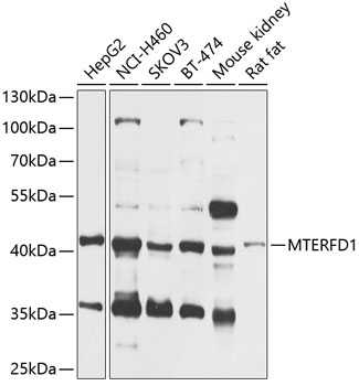 Anti-MTERFD1 Antibody (CAB12585)