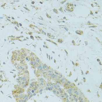 Anti-MTFP1 Antibody (CAB7110)