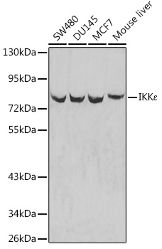 Anti-IKKEpsilon Antibody (CAB0244)