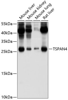 Anti-TSPAN4 Antibody (CAB10253)
