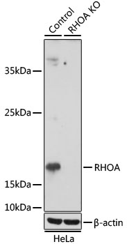 Anti-RHOA Antibody [KO Validated] (CAB15641)