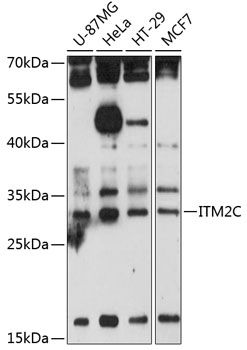 Anti-ITM2C Polyclonal Antibody (CAB8915)