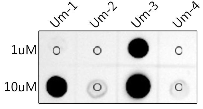Dot-blot analysis of all sorts of peptides using 2'-O-methyluridine(Um) antibody at 1:1000 dilution.