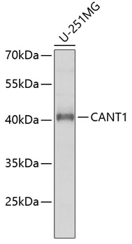 Anti-CANT1 Antibody (CAB6341)