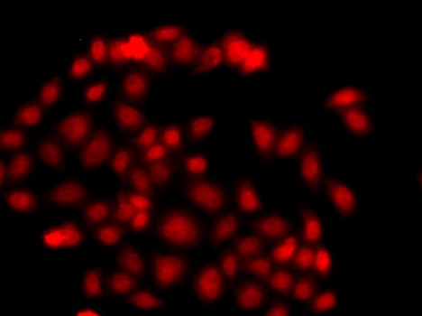 Anti-MLF1 Antibody (CAB13329)