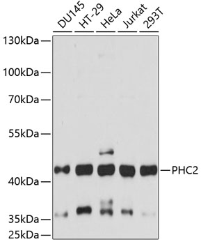 Anti-PHC2 Antibody (CAB14610)