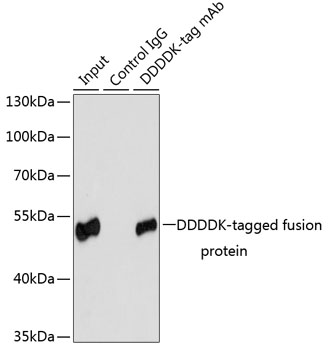 Anti-Mouse anti DDDDK-Tag Monoclonal Antibody (CABE005)