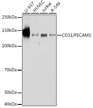 Anti-CD31/PECAM1 Antibody (CAB19014)