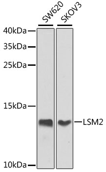 Anti-LSM2 Polyclonal Antibody (CAB7988)