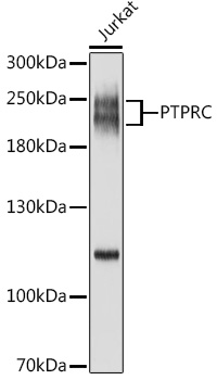 Anti-PTPRC Antibody (CAB0372)