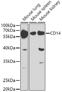 Anti-CD14 Antibody (CAB5737)