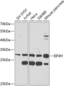 Anti-EIF4H Polyclonal Antibody (CAB9953)