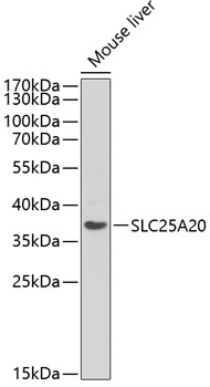 Anti-SLC25A20 Antibody (CAB13956)