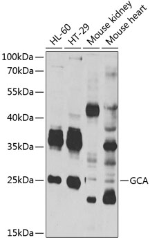 Anti-GCA Antibody (CAB7086)