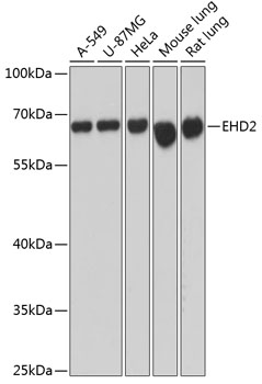 Anti-EHD2 Antibody (CAB12945)