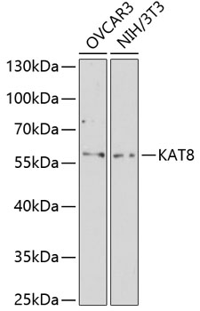 Anti-MYST1 Antibody (CAB2208)