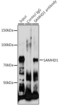 Anti-SAMHD1 Antibody [KO Validated] (CAB7794)