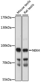 Anti-NEK4 Antibody (CAB16433)