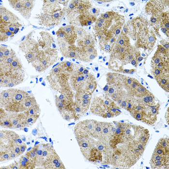 Anti-CDH23 Antibody (CAB2785)